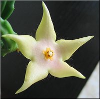 Stapelia divaricata